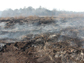 a smoldering peatland fire in a drained lakebed