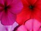 two species of phlox overlap