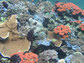 corals around Palau’s Rock Islands