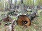 pine tree wood