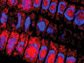 plant cells shows EIN2 (red)