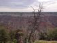 dead ponderosa pine tree near Grand Canyon, AZ