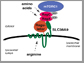 the transmembrane protein, SLC38A9