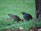 California quail callipepla californica