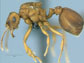 a queen ant of the host species Mycocepurus goeldi