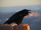 a raven