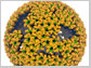 computational modeling of an immature retrovirus