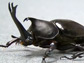 screen shot of a rhino beetle