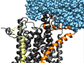 ribosome