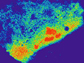 a cell carrying an RNA-targeted Cas9 system