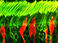 rod and cone photoreceptors in a human retina