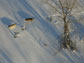 Isle Royale wolves trek through the snow