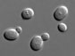 the yeast Saccharomyces cerevisiae