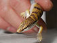 News thumbnail, small lizard