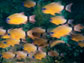 close-up of a school of fish