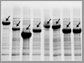 scrambling proteins