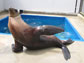 Ronan, a California sea lion