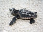 a hatchling loggerhead sea turtle