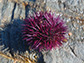 a species of sea urchin