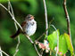 song sparrow singing in his territory