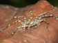 spider from the genus Selenops