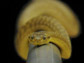 closeup image of a snake