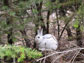 a snowshoe hare with abwhite coat