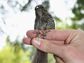 a juvenile song sparrow