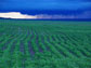 rain over a soybean field