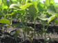 Soybean plants