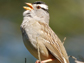 a white-crowned sparrow