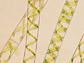 microscopic image of spirogyra pratensis filaments