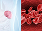 a spleen (left) and  red blood cells
