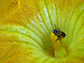 a squash bee