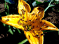 cucumber beetles on squash flower