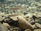 juvenile steelhead trout