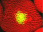 Arabidopsis stem-cells