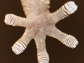 the underside of the gecko's foot