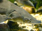 a lake sturgeon from the Great Lakes