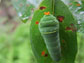 a tiger swallowtail caterpillar