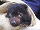 a tasmanian devil