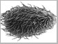 a microscope image of Tetrahymena