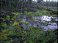 boreal  forests in North America