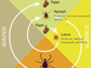 chart showing the stages of a tick
