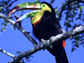 a Rainbow-billed toucan