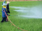 grass being sprayed