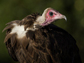 an adult Hooded Vulture