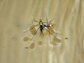 water strider