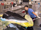 Maya Yamato examines a minke whale head