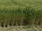 a  wheat crop
